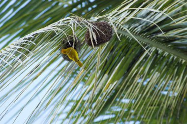 küçük sarı kuş bir palmiye ağacı üzerinde iç içe geçirme