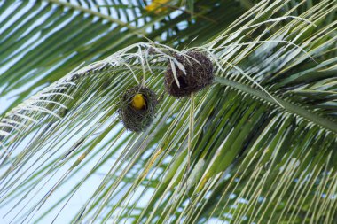 küçük sarı kuş bir palmiye ağacı üzerinde iç içe geçirme