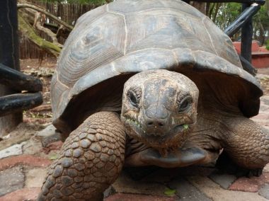 Hapishane Adası rezervasyonu turtle