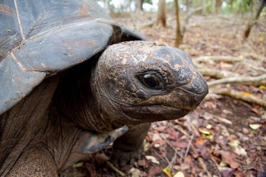 Hapishane Adası rezervasyonu turtle