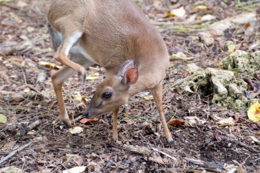 bir ormandaki küçük utangaç geyik