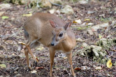 bir ormandaki küçük utangaç geyik