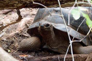Hapishane Adası rezervasyonu turtle