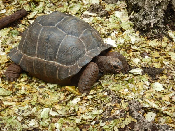 Tortuga en la reserva isla prisión — Foto de Stock