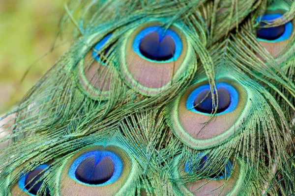 Belo detalhe colorido cauda de pavão — Fotografia de Stock