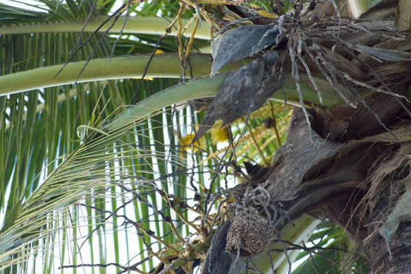 Small yellow bird nesting on a palm tree — Stock Photo, Image