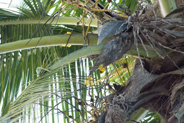 Small yellow bird nesting on a palm tree — Stock Photo, Image