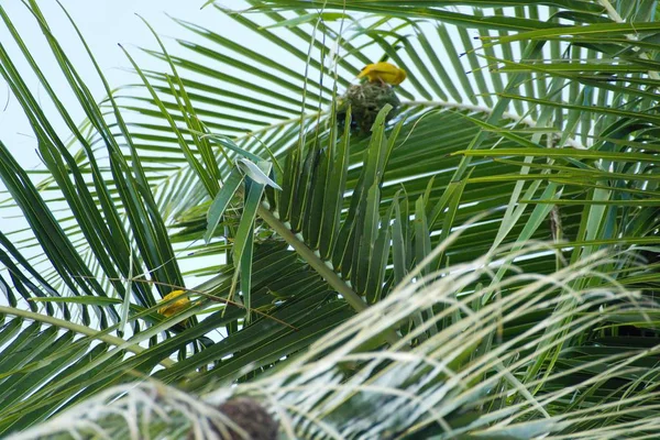 Small yellow bird nesting on a palm tree — Stock Photo, Image