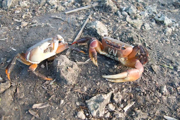 big crab on the ground