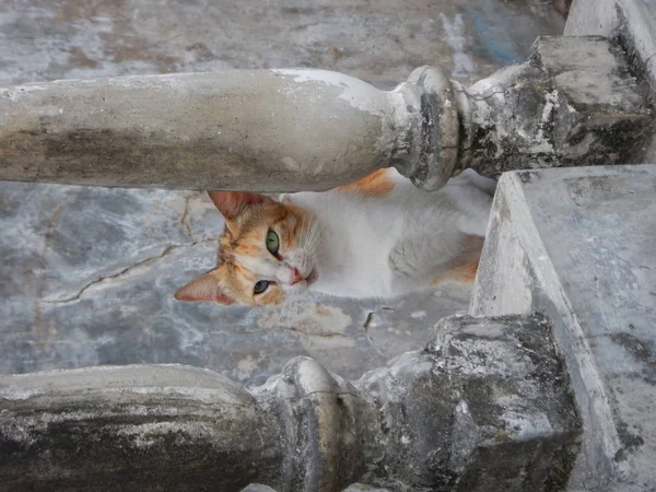 Retrato de um gato em uma escada velha — Fotografia de Stock