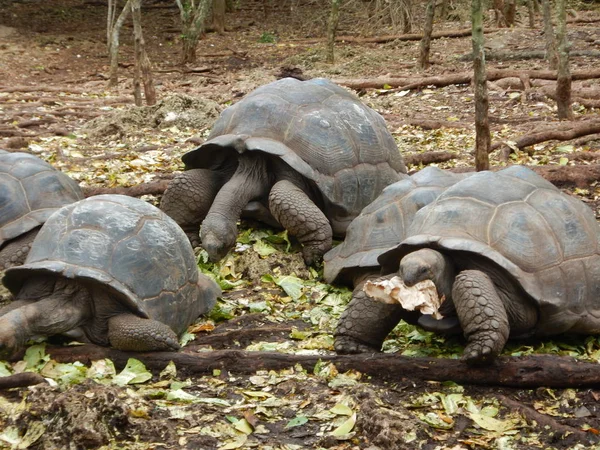 Hapishane Adası rezervasyonu turtle