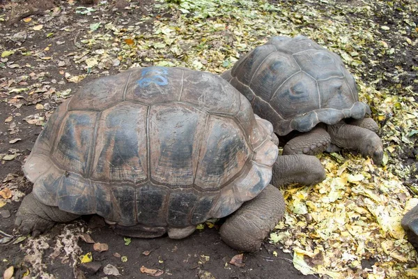 Żółw w więzieniu wyspa rezerwacji — Zdjęcie stockowe