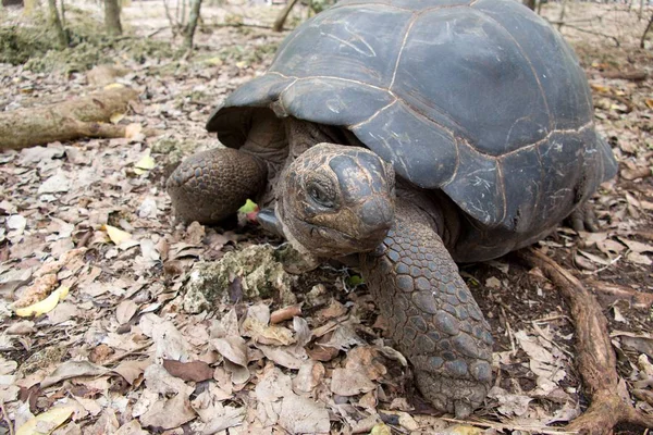 Hapishane Adası rezervasyonu turtle