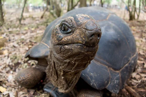 Turtle in gevangenis eiland reservering — Stockfoto