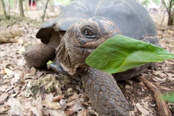 Hapishane Adası rezervasyonu turtle