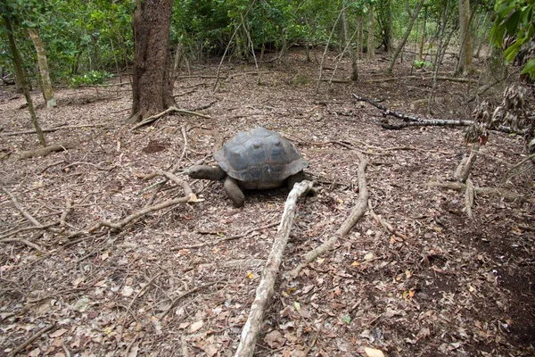 Hapishane Adası rezervasyonu turtle