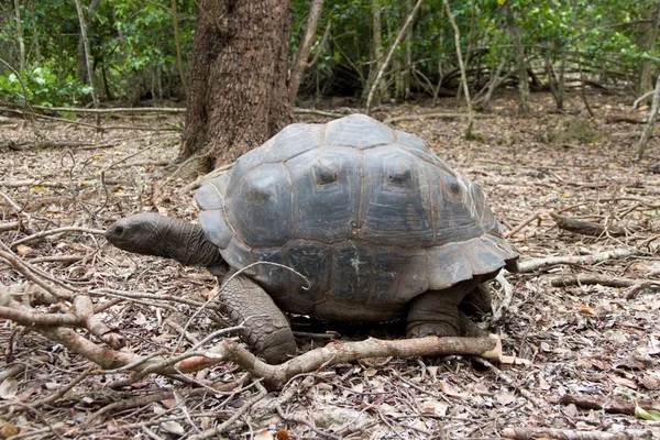 Kura-kura di pulau reservasi penjara — Stok Foto