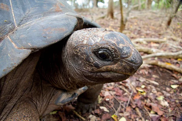 Hapishane Adası rezervasyonu turtle