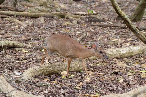 Small shy deer in a forest — Stock Photo, Image