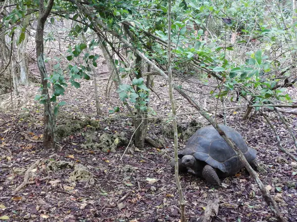 Черепаха в резервації тюремного острова — стокове фото