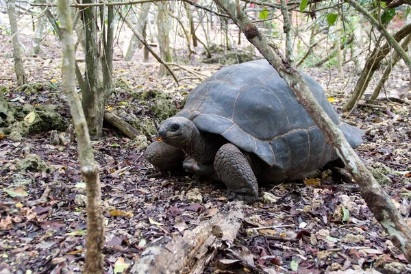 Tortuga en la reserva isla prisión — Foto de Stock