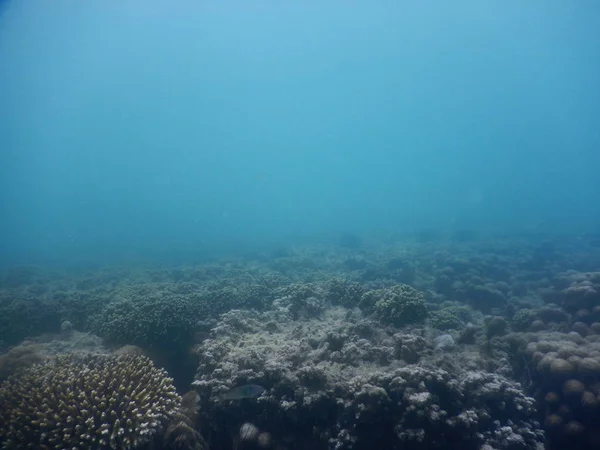 Belo recife de coral colorido no mar — Fotografia de Stock