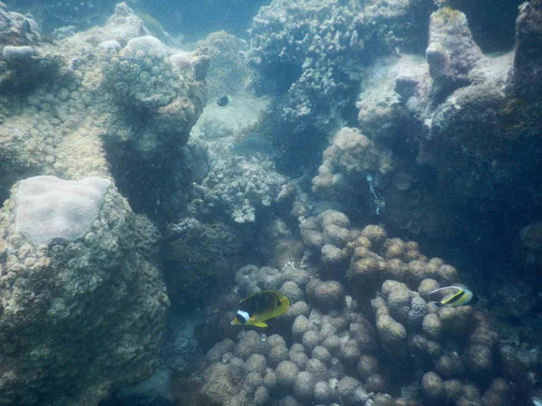 Hermoso arrecife de coral colorido en el mar — Foto de Stock