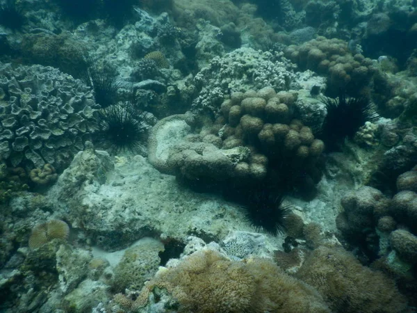Magnifique récif corallien coloré en mer — Photo