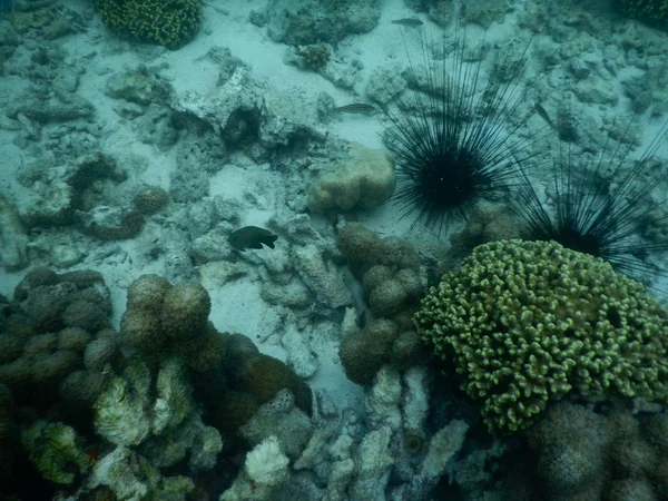 Bella barriera corallina colorata in mare — Foto Stock