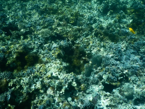 Magnifique récif corallien coloré en mer — Photo