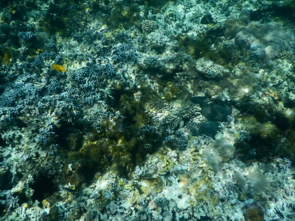 Bella barriera corallina colorata in mare — Foto Stock