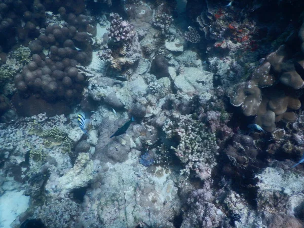 Bella barriera corallina colorata in mare — Foto Stock