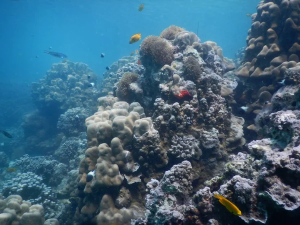 Magnifique récif corallien coloré en mer — Photo