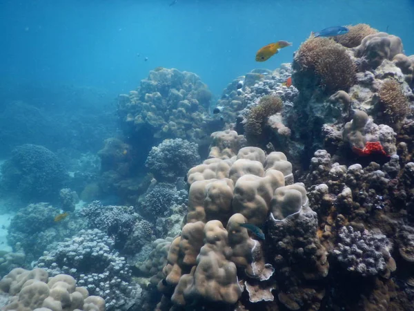 Bella barriera corallina colorata in mare — Foto Stock