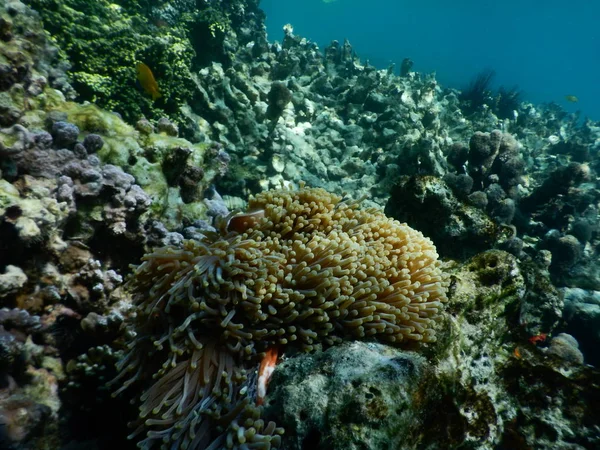 Bella barriera corallina colorata in mare — Foto Stock