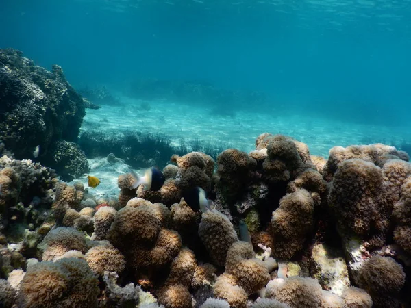 Hermoso arrecife de coral colorido en el mar — Foto de Stock