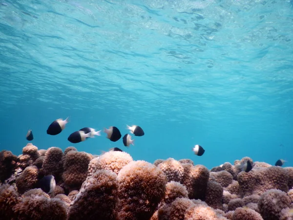 Hermoso arrecife de coral colorido en el mar — Foto de Stock