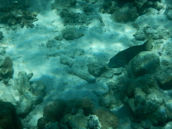 Hermoso arrecife de coral colorido en el mar — Foto de Stock