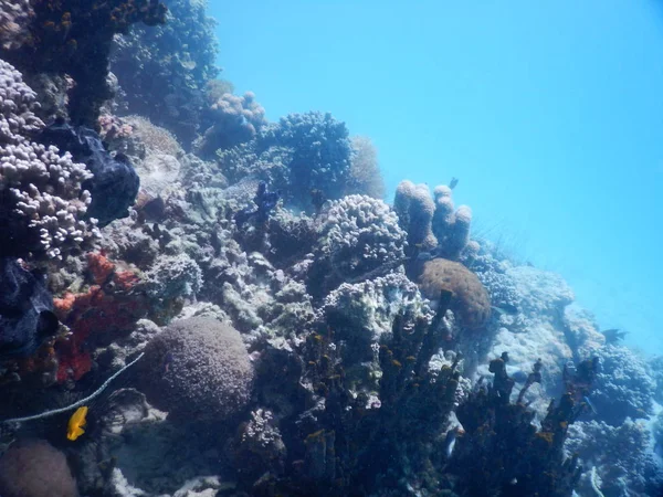 Bella barriera corallina colorata in mare — Foto Stock