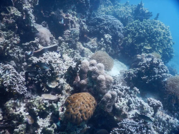 Hermoso arrecife de coral colorido en el mar — Foto de Stock