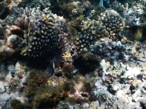 Bella barriera corallina colorata in mare — Foto Stock