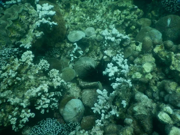 Bella barriera corallina colorata in mare — Foto Stock