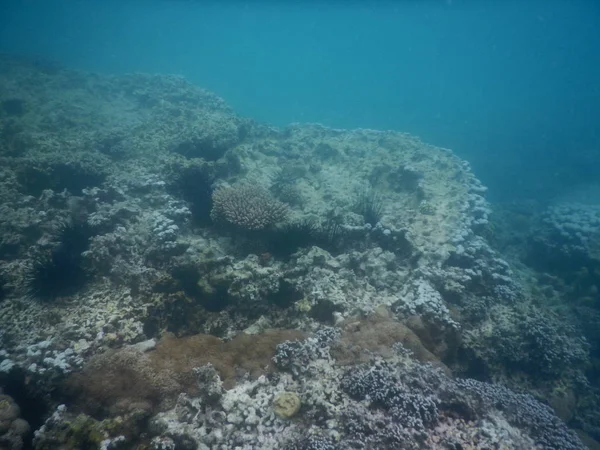 Belo recife de coral colorido no mar — Fotografia de Stock
