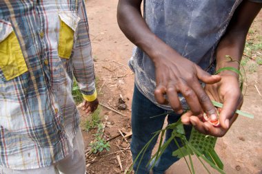 Zanzibar baharat tur bir çiftlikte
