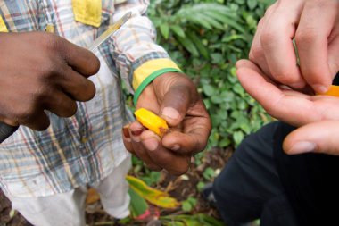 Zanzibar baharat tur bir çiftlikte