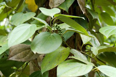 yeşil biber bitki olgunlaşmamış baharat ile