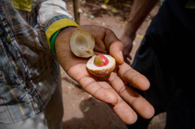 Zanzibar baharat tur bir çiftlikte