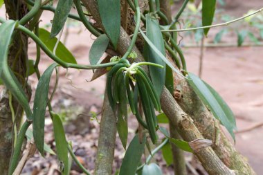 bir baharat çiftlikte vanilya ağaç