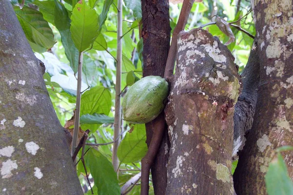 Cacao plant boom met een vrucht — Stockfoto