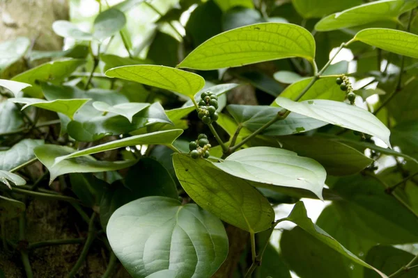 Planta de pimiento verde con especias inmaduras —  Fotos de Stock